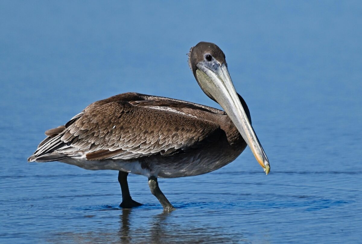 Growing Challenges for California Brown Pelicans in an Uncertain Climate