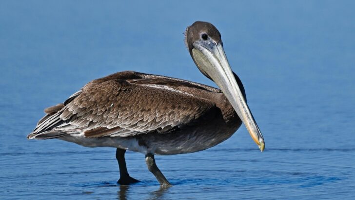 California Brown Pelicans Struggle in Rapidly Changing Ocean Conditions