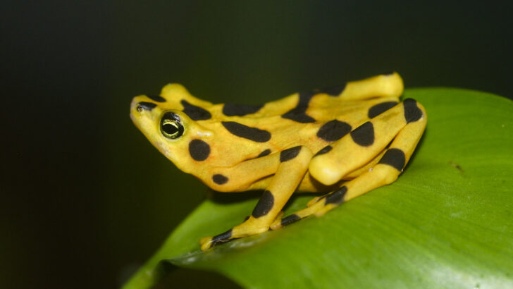 Hope for Species as Captive-bred Panamanian Golden Frogs Are Released to Native Habitat