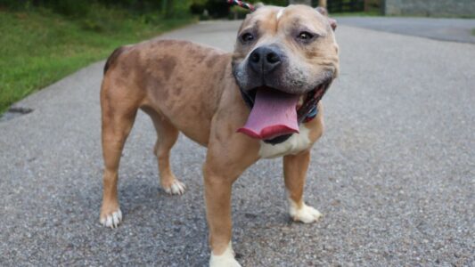 Why is the Highest Scoring Dog on the American Temperament Test Often Considered the Most Aggressive?