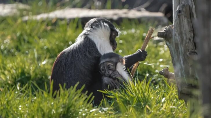 Endangered Monkey Welcomes Baby After Remarkable Surgery Recovery