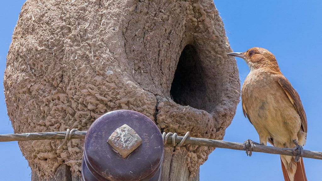 10 Unique Bird Nests You Won't Believe Are Built by Nature
