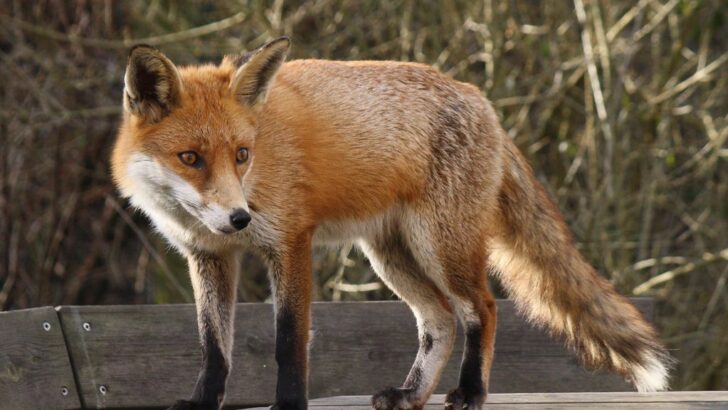 Rescuers Save Feisty Fox Stuck On A Fence and Return It to the Wild After Medical Care