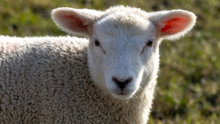 Brave Little Sheep Survives Frostbite Against All Odds Thanks to Human Dad