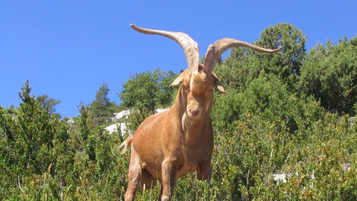 2027 Is The Year Of The Fire Goat In The Chinese Zodiac: What It Means For You