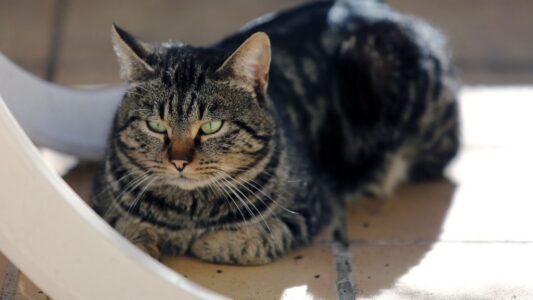 8 Cat Breeds You Don&rsquo;t Want Around Young Children