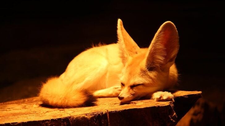 7 Incredible Ways Animals Adapt to Extreme Desert Environments