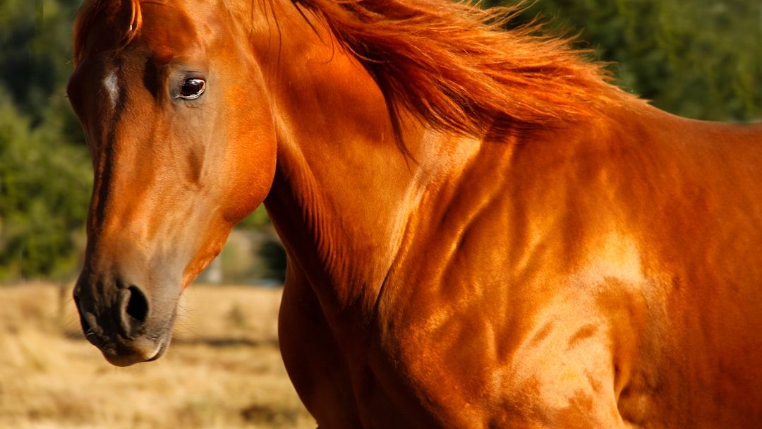 If You're a Leo, These Are the Animals Most Likely To Bond With You