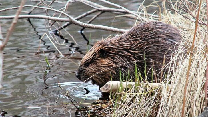 Beavers Might Be Nature’s Unexpected Answer To The Carbon Emission Crisis