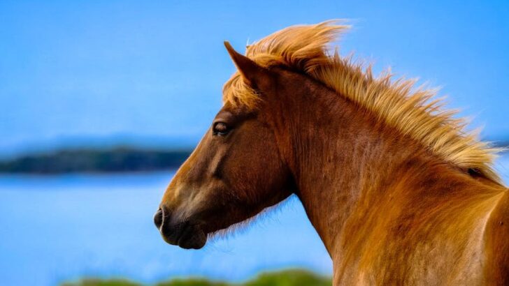 Bonded Wild Horses Reunite After Harrowing Capture, Embrace Freedom Side-by-Side