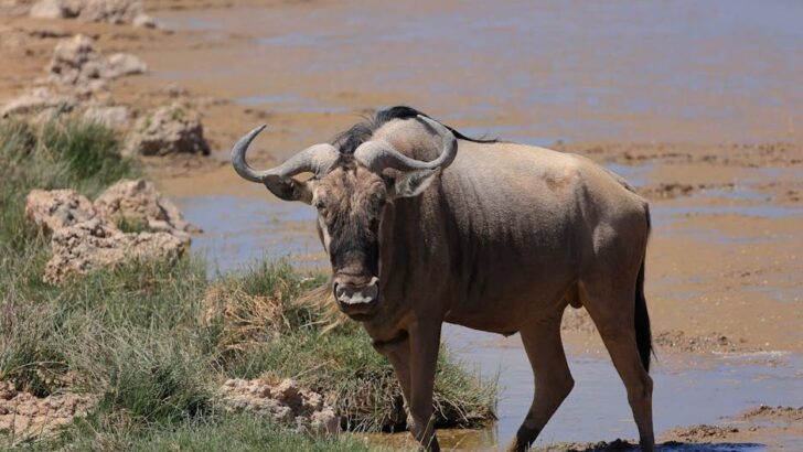 Safari Guides Save Wildebeest Stuck in Mud in Dramatic Rescue