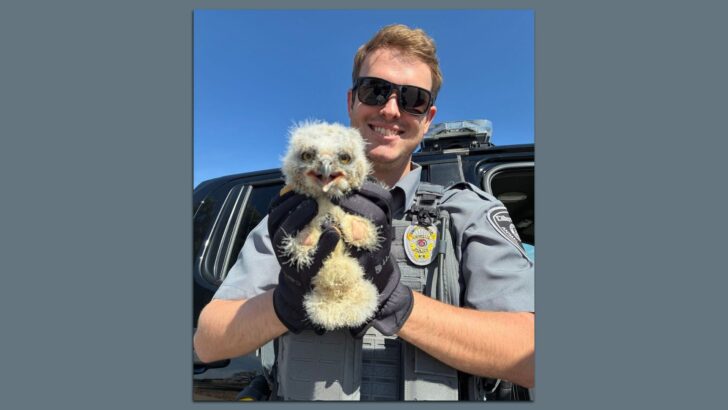 Lost Owlets Reunited at Wildlife Center After Careful Rescue Effort
