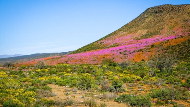 Death Valley’s Superbloom and Ancient Lake Are Disappearing as Temps Hit 100°F