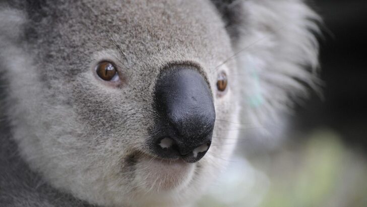 What Are Koala Stink Wars? Inside The Territorial Warfare of Koala Bears