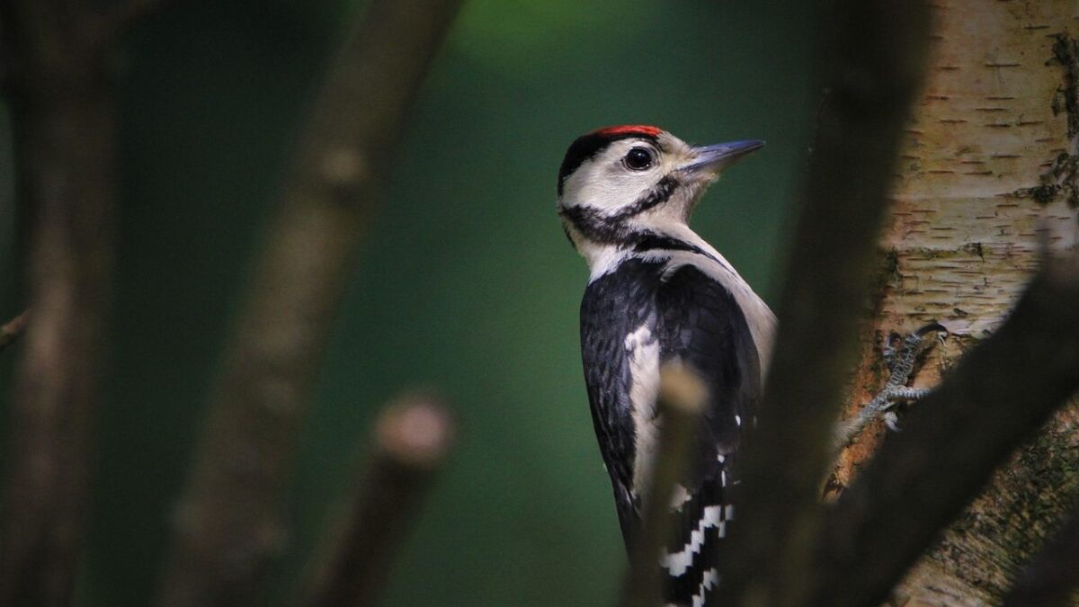 Woodpeckers Build "Granaries" That Can Hold Up to 50,000 Acorns in a Single Tree
