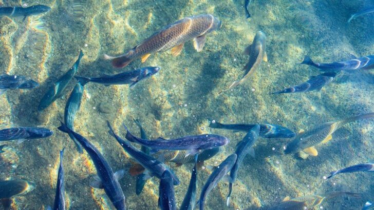 Scientists Warn Vital Freshwater Fish Migrations Are Collapsing Around The World