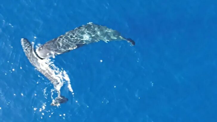 Giant Sperm Whales Caught Headbutting in Rare Dramatic Footage