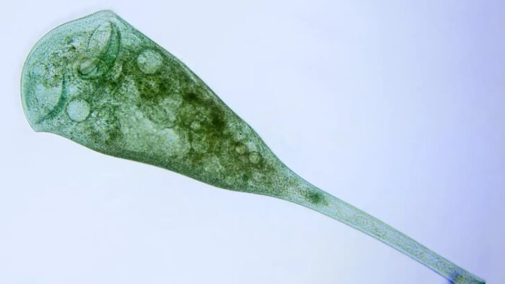 New Research Discovers Brainless Single Cell Creatures Show Ability to Learn