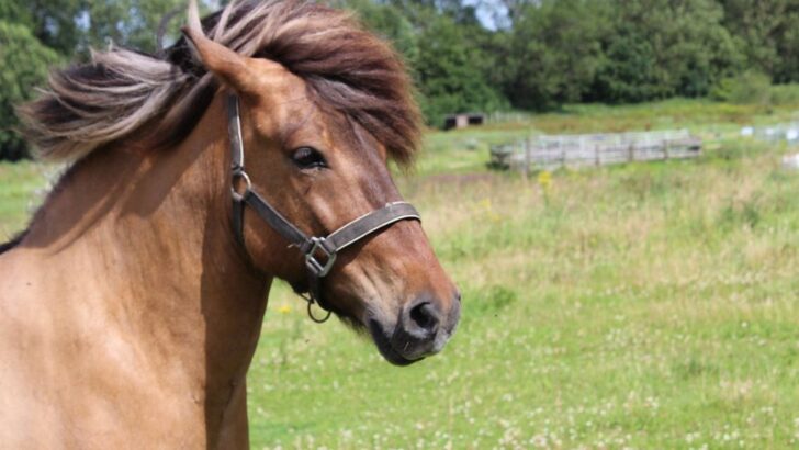 Injured Mama Horse Runs Again for Her Foal Thanks to Rescuer’s Dedication