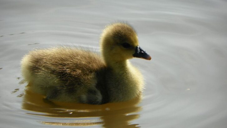 Empty-Nester Finds New Purpose With Loyal Goose Friend