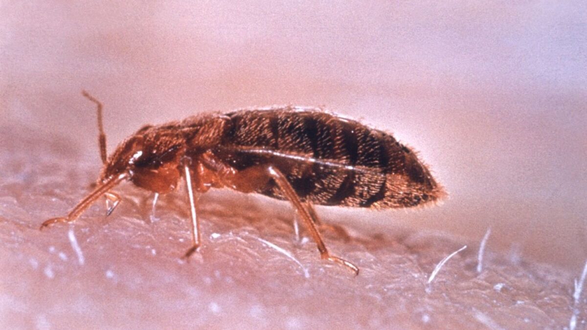 6 Scents Bed Bugs Hate and Try to Avoid