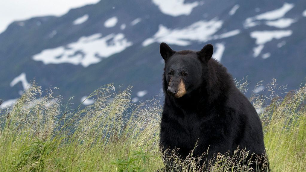 The US States With the Most Black Bears