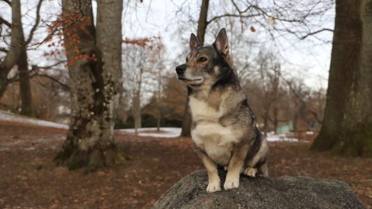 15 Rare Dog Breeds You Never Knew Existed