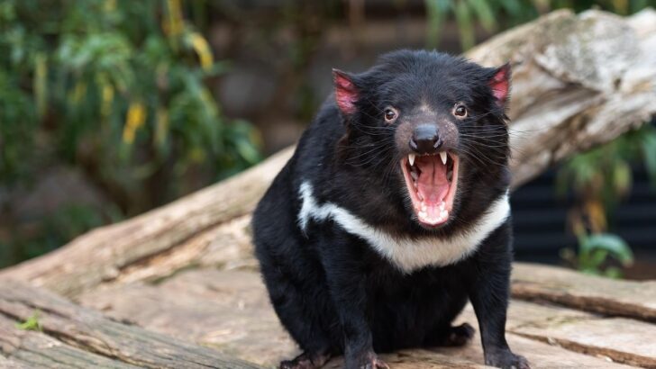 15 Most Fearless Animals on Earth in 2026