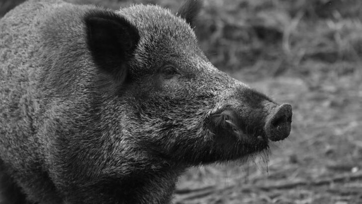 The US States With The Most Wild Hogs