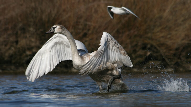 Swans Face Growing Danger From Concrete Riverbanks That Cut Like Glass