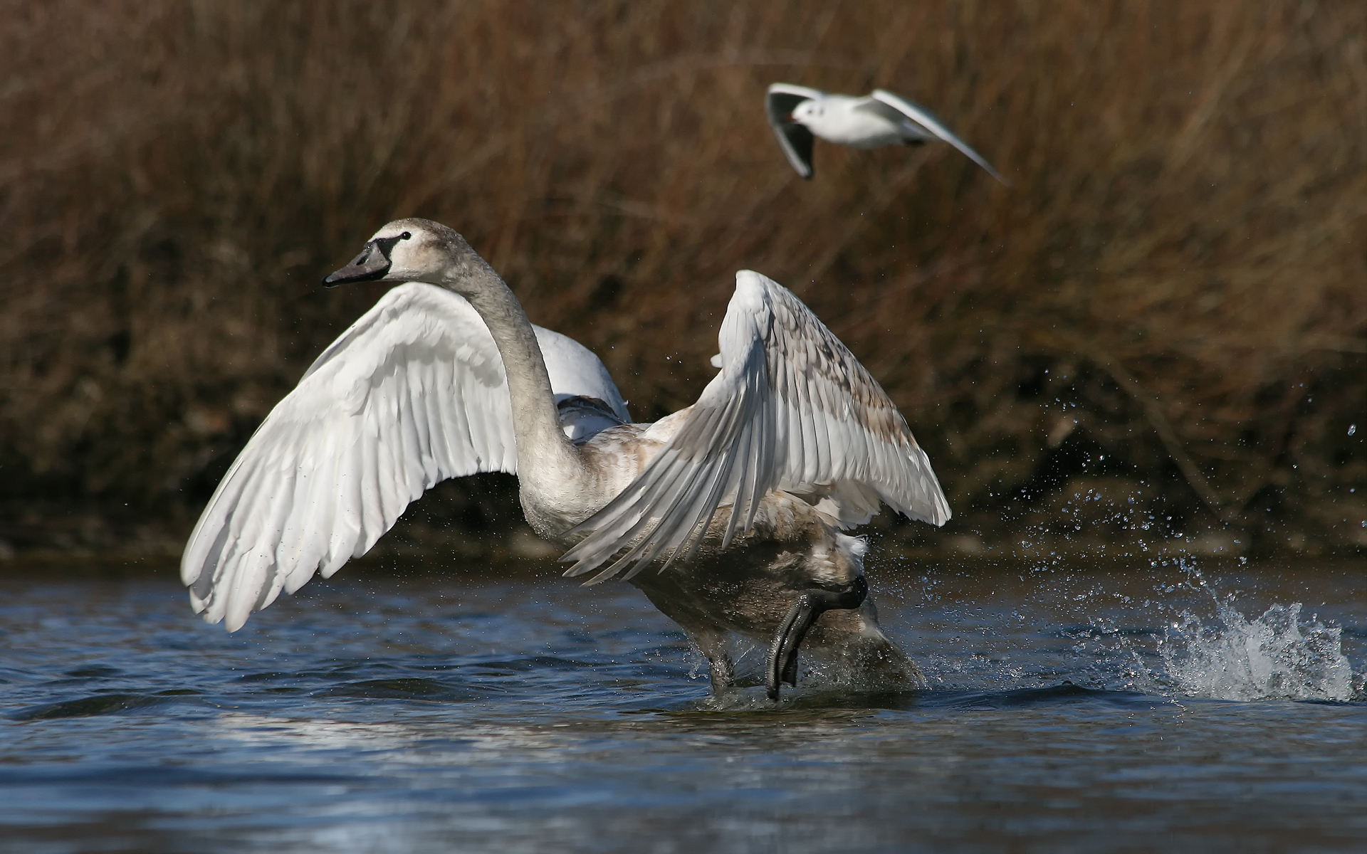 Swans suffering as River Crouch's bank is like 'broken glass'