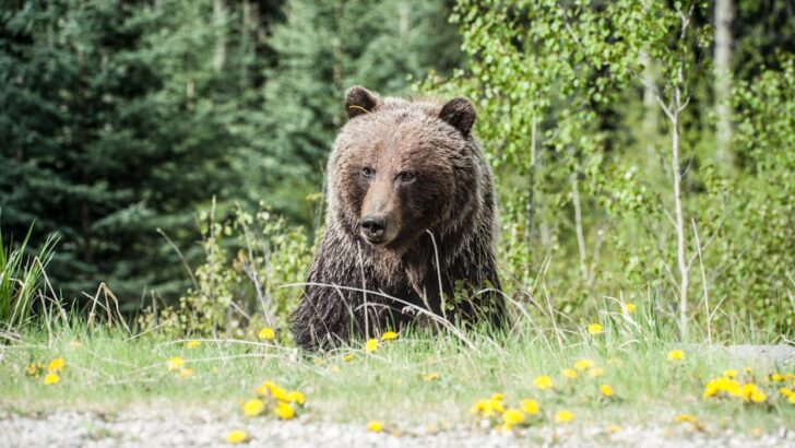 Spring Awakens Fresh Fears of Bear Encounters in Japan
