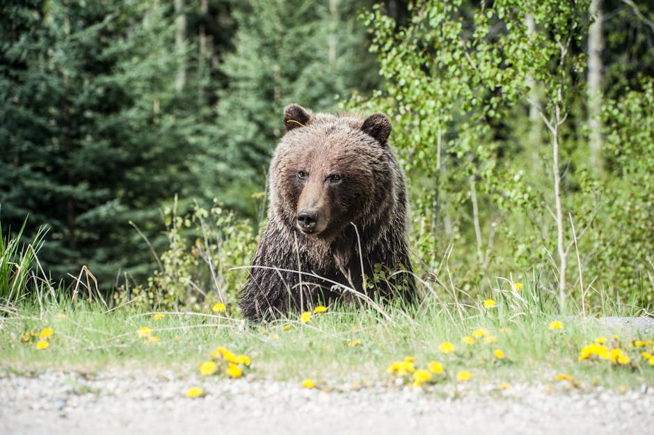 Spring reawakens concerns over bear encounters in Japan