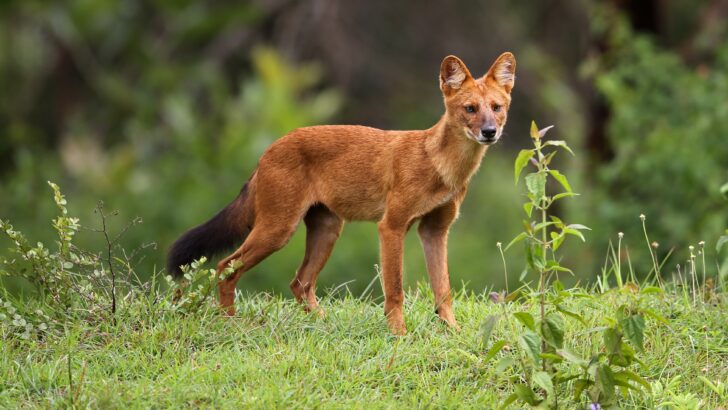 Rare Dhole Sighting in Vietnam Offers Hope Amid Global Population Decline