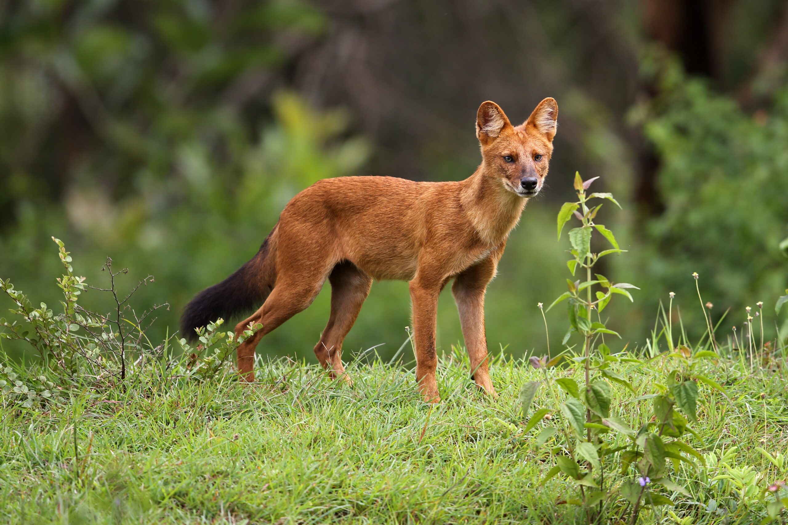 Asian wild dog spotted in Vietnam for the first time in 20 years