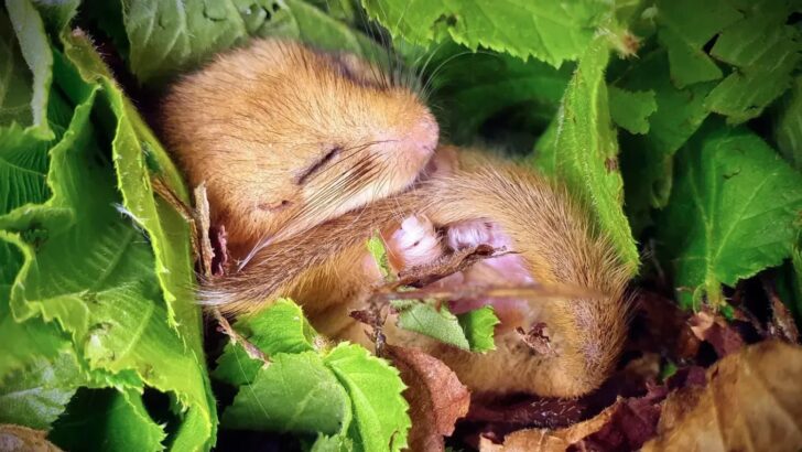 Warming Climate Linked to Weight Loss in Britain’s Hibernating Dormice, Alarming Scientists