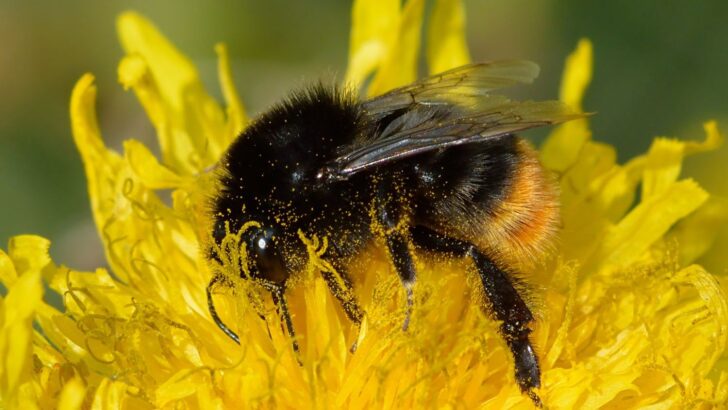 Red-Tailed Bumblebees Identified as Key Hosts for Dangerous Bee Virus
