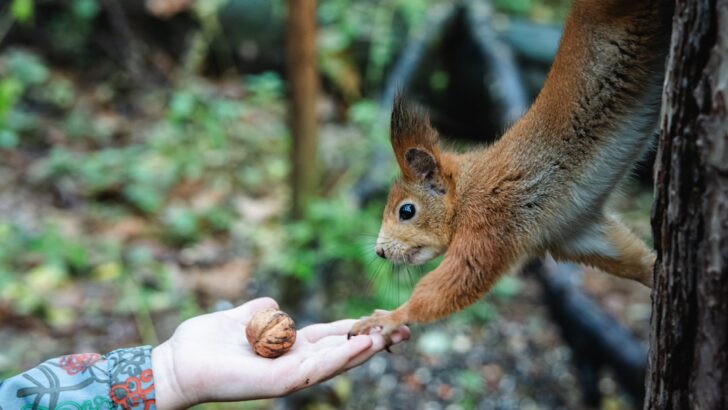 Couple Rescues Helpless Baby Squirrel and Forms A Heartwarming Bond
