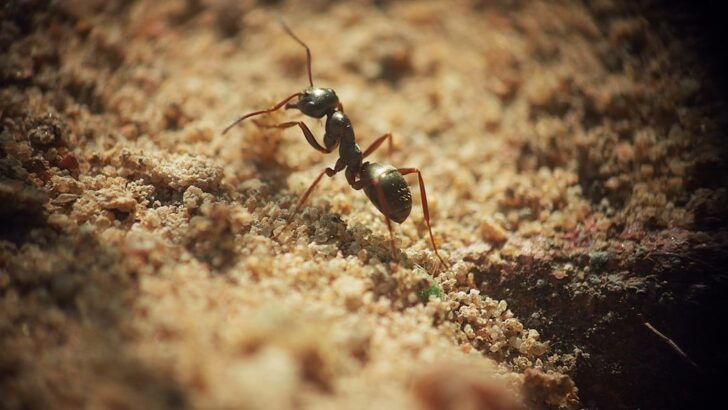 Tiny Ant’s Hours-Long Seed Haul Melts Hearts