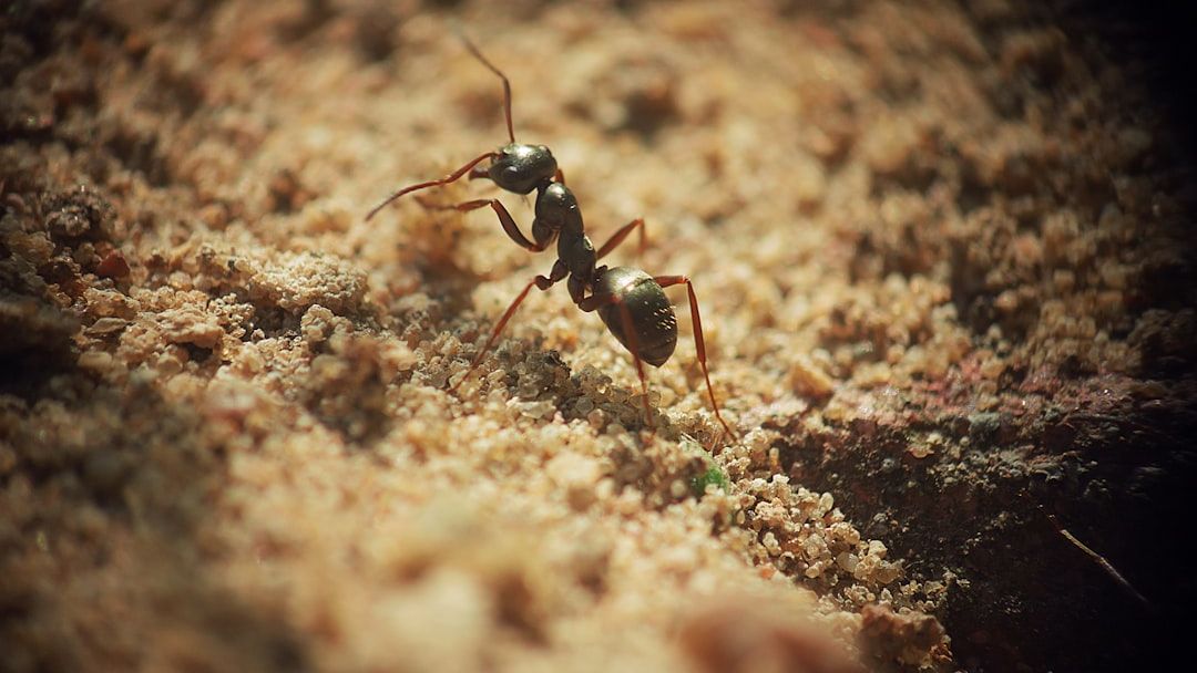 Tiny Ant's Hours-Long Seed Haul Melts Hearts and Sparks Viral Wonder