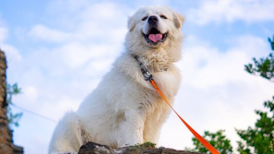 14 Guardian Dog Breeds That Can Scare Off Leopards
