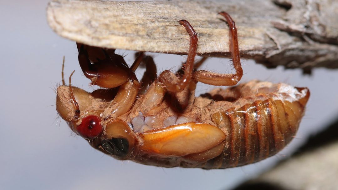 8 Ways To Repel Cockroaches and Ants for Good