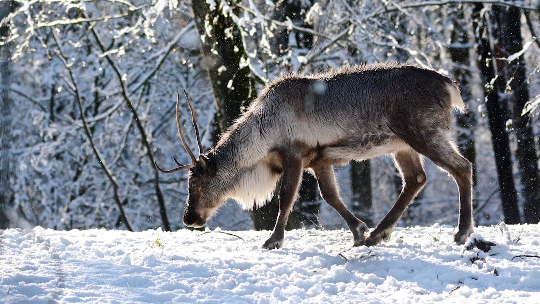 Canada's Migratory Caribou Are in Serious Trouble - And Late-Season Snow Is Making It Worse