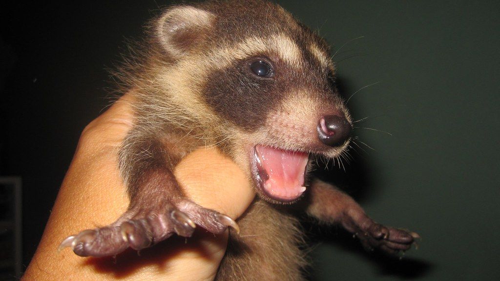 Impossibly Tiny Raccoon Bonds with Giant Companion in Remarkable Rehab Triumph