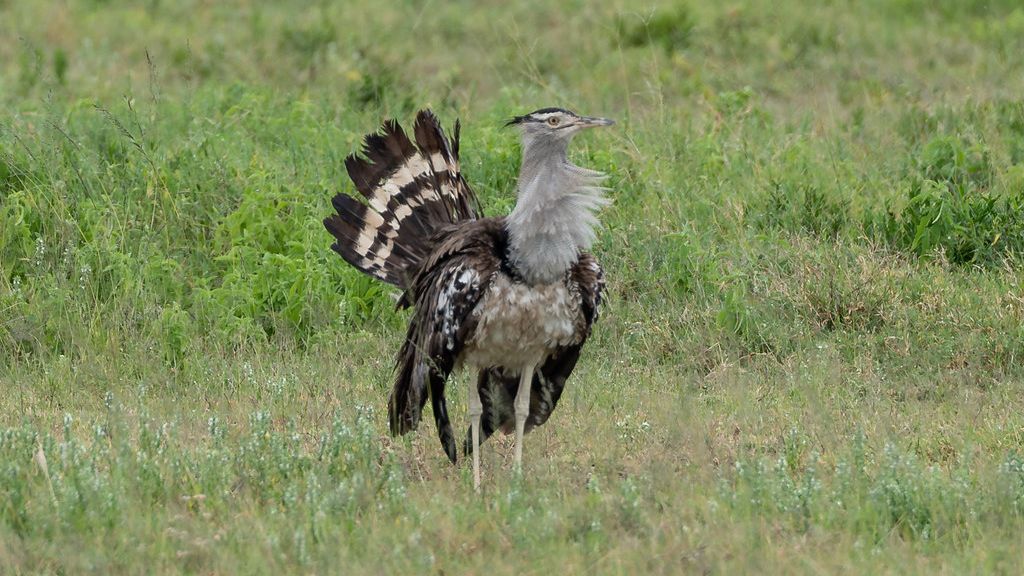 9 Facts About The Kori Bustard: The Heaviest Flying Bird in The World