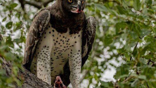 Which Eagle Are You According To Your Zodiac Sign