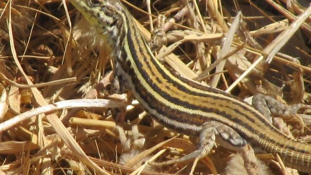 8 Reptiles Found in the US That Are Often Mistaken for Snakes