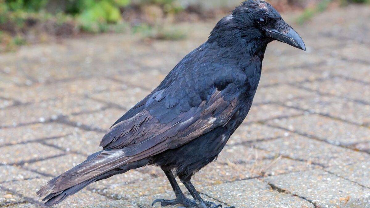 Why Do Crows Remember Human Faces? The Intelligence Scientists Continue to Study