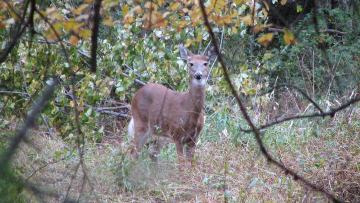 Lost Deer Captured in Osaka Settles into New Campground Life