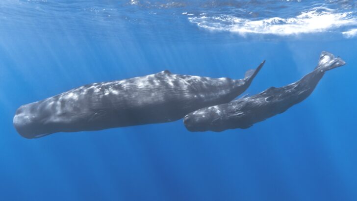 Drone Footage and Underwater Audio Capture Rare Sperm Whale Birth and Social Care Behavior
